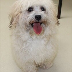 Adopt a dog:37114 - Toodles/Coton de Tulear/Male/Baby,: Toodles is a 1 year old male Coton De Tulear. Toodles is vocal and may not be suitable for apartments or condos. Toodles was found as a stray and will need a slow introduction to any resident pets already in the home. Toodles' coat requires weekly and monthly maintenance to avoid painful matting. The lucky family that adopts Toodles must commit to attending his required obedience training. Toodles is still puppy like and may be too much for young children. To inquire about his application status, please call the shelter at 410-313-2780 ext. 0.
To start the adoption process for this pet, visit the shelter during our animal viewing hours. After having a visit with them, you can fill out an adoption application at our facility. Mon, Wed, Thur, Fri 10:00-4:30 Tues 1:30-7:00 Closed on Sat, Sun and County observed Holidays.