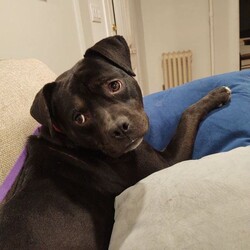 Adopt a dog:ROCKY/Pit Bull Terrier/Male/Adult,MEET ROCKY!

This adorable pit/boxer mix is doing great in his foster mom's home ... she says that Rocky is a 