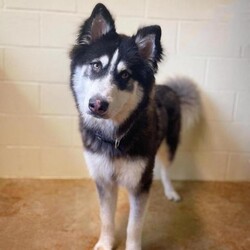 Adopt a dog:Denver/Siberian Husky/Male/Young,This dog is a new intake and we do not have any additional information at this time. As we get to know them more, we will update their bio so check back for more information! They will be ready for adoption/meet and greet after 5/4 (with a pre approved application on file). 

Applications can be submitted now if you are interested in adopting and if multiple are received, we will be placing them in the best match home. 

Adoption applications are available on our website, www.hillcountryspca.com