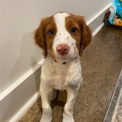 Adopt a dog:MI/Blu/Brittany Spaniel/Male/Baby,Meet Blu who is a 4 month old boy. He loves to sit in his foster mom's or dad's lap. He is also happy playing with his fur sisters and brother. Blu has been moved around a bit in his short lifespan so we are looking for the perfect home for him. He does like to 