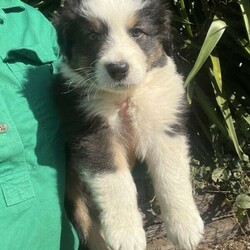 Australian Shepards/Australian Shepherd Dog//Younger Than Six Months,