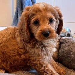 Adopt a dog:Cavoodle Puppies For Sale ///Younger Than Six Months,Cavoodle PuppiesWe have 3 beautiful Male and Female Cavoodle Puppies.These puppies are the sweetest little puppies.Mum is a Cavoodle and is DNA TESTED.Dad is a Purebred toy Poodle .Our parents are carefully selected for health and temperament. We do our best to give you a happy, health puppy that will fit into your home environment.These puppies will bring lots of love and enjoyment to any home.They have been raised in our home as family pets and they will be ready to go to their forever home on the 5/05/22 at the age of 8 weeks .all puppies have been vet checked, vaccinated and microchipped as well as up to date on their worming.Please feel free to call any time regarding information on our puppies.Microchip numbers900113001887656900113001887651900113001887648900113001887653Registered Breeder with RPBA 2459