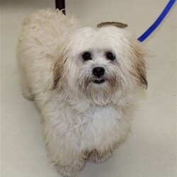 Adopt a dog:37114 - Toodles/Coton de Tulear/Male/Baby,: Toodles is a 1 year old male Coton De Tulear. Toodles is vocal and may not be suitable for apartments or condos. Toodles was found as a stray and will need a slow introduction to any resident pets already in the home. Toodles' coat requires weekly and monthly maintenance to avoid painful matting. The lucky family that adopts Toodles must commit to attending his required obedience training. Toodles is still puppy like and may be too much for young children. To inquire about his application status, please call the shelter at 410-313-2780 ext. 0.
To start the adoption process for this pet, visit the shelter during our animal viewing hours. After having a visit with them, you can fill out an adoption application at our facility. Mon, Wed, Thur, Fri 10:00-4:30 Tues 1:30-7:00 Closed on Sat, Sun and County observed Holidays.