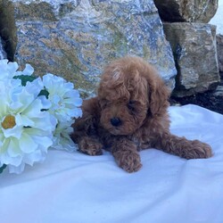 Carmel/Miniature Poodle/Male /7 Weeks,Meet Carmel, a cute and lovable Mini Poodle puppy ready to win your heart! This amazing pup is vet checked, up to date on shots and wormer, plus comes with a health guarantee provided by the breeder. Carmel is family raised with children and would make the best addition to anyone’s family. To find out more about this wonderful pup, please contact Leroy today!