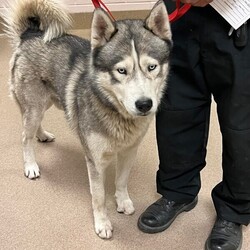 Adopt a dog:me/Siberian Husky/Male/Adult,Primary Color: Grey Secondary Color: White Weight: 67lbs Age: 3yrs 0mths 1wk