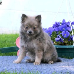 Sunshine/Pomeranian/Female /10 Weeks,Here comes Sunshine! This adorable Pomeranian puppy is one of a kind and can’t wait to spoil you with love and attention. Sunshine is family raised and both of her parents are the family’s beloved pets. She is vet checked, up to date on shots and wormer plus comes with a health guarantee provided by the breeder! If this puppy is the one for you please contact Ben & Anna Mary today.