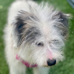 Adopt a dog:Rosie/Wheaten Terrier/Female/Baby,Hi, my name is Rosie.  I am 8 months old and very calm for my age.  I was a back yard pup in my previous home so I am just learning how to come into the house.  I don't bark and love to fo on walks.  I need some maintenance with my fur but not much trimming. I'm not to fond of car rides.