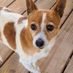 Adopt a dog:Larry/Jack Russell Terrier/Male/Senior,You can fill out an adoption application online on our official website.My name is Larry. My dog family and I were taken in by the shelter. A nice lady contacted All Mutts Matter and we found rescue. I am a sweet boy once I know you are not going to hurt. I would do best in a cal quiet house. I would love to be someone's companion. I am approximately 8 years old. I am a Jack Russell maybe a mix. I have had all my vetting completed and I am ready for adoption. Please go to allmuttsmatter.org and apply for Larry if you are looking for a senior guy to hang out with. Love Larry