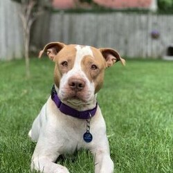 Adopt a dog:Coach/Pit Bull Terrier/Male/Senior,** You get to name your own adoption fee for me! Yes, really! (Can be the fee listed, or name your own) **

I'm in a FOSTER HOME! If you want to meet me, you can start the process by completing BOTH of the following steps:
1. Click on the pink 