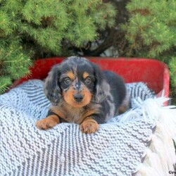 Dean/Dachshund/Male /7 Weeks,Check out Dean! He is a darling little Dachshund puppy who loves to run and play! This cutie will be vet checked before going home with you. Dean can be registered with the ACA, is up to date on shots and wormer, plus comes with a health guarantee that is provided by the breeder. He is well socialized and family raised around children. To learn more about this sweet and lovable guy, please contact the breeder today!