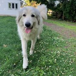 Adopt a dog:me/Great Pyrenees/Male/Adult,Say hello to Griffin, a two-year-old purebred Great Pyrenees. He weighs about 90 pounds and, typical of the breed, he wears a long, white coat. So handsome! Also typical of a Great Pyr is his guardian behavior which his previous owner felt was too much to handle. At this point, though, his foster calls him a mellow fellow, and she has not seen this behavior. Griffin is the kind of dog who would benefit from having an experienced owner or one interested in training. You know how dogs can be (kids, too); they'll try to get away with what they can, so an adopter who can gently but firmly let Griffin know that he needs a bit of self-restraint would be just what he needs What else does he need? A family of warmth and love. Don't we all?
Adoption and transport (if needed) $225