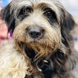 Adopt a dog:me/Tibetan Terrier/Female/Adult,Foster Homes Needed!

Do you have time and room in your life for a foster dog?

http://www.muttloverescue.org/foster.html

*****************

Hello, I'm Tuggle! I'm new here (as of 07/16/22) and not the usual type of pooch you'll find here among the abundant hounds and pitties of Mutt Love, lol. While Mutt Love isn't entirely sure of my start in life, they do know I recently resided with a family on a small farm. Things were going well until I began to herd and guard the small children of the house, most likely due to a genetic predisposition. I also demonstrated a high prey drive as I couldn't resist the chickens on the farm (my apologies to my chicken friends). These traits are why I ended up with Mutts to find a more suitable match. I require a home with NO CHILDREN under 15 years old and NO SMALL ANIMALS of any kind such as cats, dogs, guinea pigsyou get the idea. Safety to all is always paramount in Mutt Love's placement of the dogs. It's a shame I find myself in this situation because I'm really quite a lovely girl. I am about two years old, with long flowing locks and sweet eyes. I'm crate, house and leashed trained and not a big barker. While I am initially a bit shy and nervous when meeting new people, I grow comfortable in a safe, secure environment. I hope your home is a good fit for me because I'd really make a great companion to some lucky family!**BECAUSE OF OUR REQUIREMENT FOR A HOME VISIT, WE ARE ONLY ABLE TO ADOPT TO HOMES IN THE NORTHERN VA / MARYLAND / DC METRO AREA**

We have adoption events EVERY SATURDAY from 12-3 p.m. Please note that not all dogs can attend every event, so if you are interested in meeting a particular dog, please complete a no-obligation application on our website at http://www.muttloverescue.org/application.html OR write to adopt@muttloverescue.org.

Upcoming adoption events:

Saturday Jun 25th 12-3 pm Weber's Pet Supermarket; 2280 Hunters Wood Plaza; Reston

Saturday Jul 2nd 12-3 pm Weber's Pet Supermarket; 11135 Lee Hwy; Fairfax

Saturday Jul 9th 12-3 pm Weber's Pet Supermarket; 2280 Hunters Wood Plaza; Reston

Saturday Jul 16th12-3pm Weber's Pet Supermarket; 11135 Lee Hwy; Fairfax

We are always desperate for foster homes, now more than ever. If you are interested in fostering during this difficult time, please complete an application... unless you are a previous adopter/foster, then you can just contact us via phone (703-988-2608) or email (adopt@muttloverescue.org) to tell us which dog you want to foster!

For information on sponsoring this dog, please write to adopt@muttloverescue.org.

WE NEED FOSTER HOMES! FOR MORE INFORMATION, PLEASE EMAIL ADOPT@MUTTLOVERESCUE.ORG.

Visit us on Facebook: https://www.facebook.com/muttloverescue
Follow us on Twitter: @Muttlove_Rescue