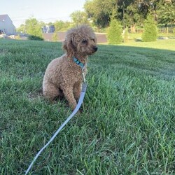 Charlie/Havapoo									Puppy/Male	/6 Weeks,Charlie is a adorable havapoo puppy with lots of TLC and very well socialize he would make an outstanding family pet and a lovable little companion the mom is a Havanese and the dad is a 5lb.red toy poodle