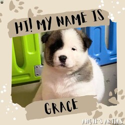 Grace/Akita									Puppy/Female	/5 Weeks