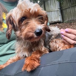 Mimi/Yorkshire Terrier/Female/Adult