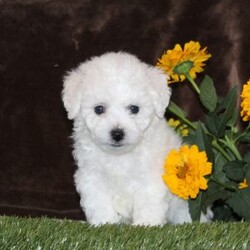 Archie/Bichon Frise									Puppy/Male	/8 Weeks,Here comes Archie, a sweet and lovable Bichon Frise puppy! This happy pup is vet checked and up to date on shots and wormer. Archie can be registered with the ACA and comes with a health guarantee provided by the breeder. This wonderful pup is family raised with children and would make the best addition to anyone’s family. To find out more about Archie, please contact Sam today!