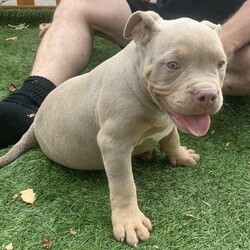 Ready to leave POCKET ROCKETS ABKC papers in hand/American bully (pocket)/Mixed Litter/2 months,Here we have an amazing colourful litter of American bully pockets… and they are little pocket rockets too. short, stocky, full tails and have the stature to match… they are confident, mischievous well fed happy healthy pups.
All pups are raw fed and LOVE their goats milk. We have available 1 lilac tri male
 1 blue trindle male
 1 chocolate trindle male
 1 chocolate tri male SOLD
 and 1 blue and white carrying tri female.

 DAM is our girl Prasbull MISS BLUE SAPPHIRE she is a Russian import and is the most caring and loving momma. Sapphire is a blue trindle.
 This is moms first litter and she’s just a natural at being a momma and self whelped her litter with no problems at all.

 SIRE is the one and only KING DIEGO. he is a Hungarian imported chocolate tri.
This is Diego’s FIRST litter on the ground and was JUBILEE babies. Diego has now sired many more pups and fast becoming the best upcoming pocket stud available. Diego is short stocky compact big head and full tail a prime example of the breed and pups are fastly following in his footsteps.

 On both sides of pedigree there isn’t one that’s over 15.5”ttw so you are gaurenteed to have only a POCKET ROCKET. MIAGI AND HAKA LINES IN THE PEDIGREE. Pups have been seen by the vet and he is more than happy with their progress, perfect he said. They are ABKC registered and come with papers microchipped vet checked wormed and flead.

 They are now available for deposits viewings and FaceTimes.

Thanks for your interest and please feel free to contact or email for any more pics vids or info. prices start at £2000 with £500 deposit to secure your new fur baby. PLEASE MESSAGE FOR PICS OF PARENTS AS I CANT POST THEM ON HERE (cropped ears)