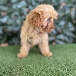 1 x Female Toy Cavoodle (DNA Clear) Free Delivery Sydney/Other//Younger Than Six Months,1 x Female F1 Tiny Toy Cavoodle available to a loving home. We will be heading to Sydney on the 23rd August. This beautiful girl was the smallest in the litter and is still a very small little girl with a big loving personality. She has always been the most confident and affectionate.Currently weighs 1.1kg at 15 weeks oldPuppies come :- With first & second round of vaccinations & microchip- Vet check report- 6 weeks free pet insurance- Not desexed- Wormed every 2 weeksThe puppies have been raised indoors and outdoors, and around children and other puppies.The father is an apricot toy poodle with pedigree papers who weighs 3.7kg and is DNA tested clear. The mum is a blenheim King Charles cavalier who weighs 5.2kg and is also DNA tested. We own both parents and i can send photos of parents on request.Once our puppies leave, we:- Would love to see updates!- Offer a rehoming policy- Offer a 12 month health guarantee- Have a Facebook page you can stay in touch or see other puppies we have bred- Offer support and are free to talk at any time throughout your puppies lifeWe are located in Nyngan NSW, can get to Dubbo at any stage. Road transport is usually organised from Dubbo. There will be free transport to Sydney with one of our staff members, with a chosen meeting location and time. Happy to arrange other freight at buyers expenseFull members of AAPDB: 16947BIN: B000738270We have a website & Facebook page Country Canine Co. Please look on our Facebook group Country Canine Co. Families for photos of the previous litter as adults.