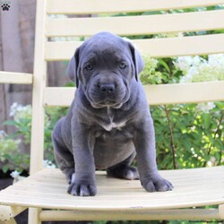 Carley/Cane Corso									Puppy/Female	/8 Weeks,Here comes a large boned Cane Corso with gorgeous blue coloring! This delightful puppy is up to date on shots and dewormer and vet checked! To learn more about this well socialized puppy contact Alvin today! 