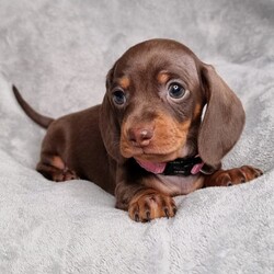 2 female, Miniature Dachshund puppies/Dachshund//Younger Than Six Months,2 x chocolate and tan Female smooth coat Miniature Dachshund puppiesBorn 20/07/22Ready for new homes at 8wks 14/09/22Pups will be wormed, microchipped and vaccinated.