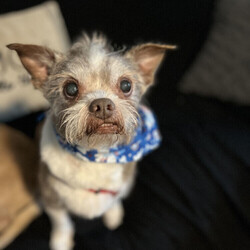 Adopt a dog:Gizmo/Brussels Griffon/Male/Adult,**Bonded: Must be adopted with Junnie**

*Must be adopted in the Central Florida area*

Meet Gizmo! This 10-year-old, 17-lb Brussels Griffon Blend is a goofy little boy who is sure to put a smile on your face! 


	General Behavior: Gizmo is a sweet couch potato who enjoys a good cuddle with his humans and his best friend, Junnie. He is his foster mom's shadow and wants to know what you are doing at all times. 
	Likes & Dislikes: Gizmo, like his friend Junnie, enjoys squeaky toys. When his human comes home, he will run and grab the nearest toy to show off. He also loves going on walks.
	Training: Gizmo has good basic manners, and walks very well on a leash. He does well with his house training if let out frequently. 
	Medical: Gizmo is a healthy pup. He will just need his monthly heartworm and flea prevention. 
	Other Animals: Both boys do well with other calm and laid-back dogs. Cuddling with their feline friends is one of their favorite past times. 
	Children: Junnie and Gizmo do well with children of all ages. 
	Home: These little couch potatoes would do well in a single-family home, townhome, condo, or apartment.
	Grooming: Gizmo will not need any elaborate grooming, but will need a trim and a basic groom about every 10 weeks.
	Overall: Gizmo and Junnie are an adorable duo and will be sure to put a smile on your face every day! 


Ready for some cuddles from these boys who are ready to find their forever home? Then visit our website at www.PoodleandPoochRescue.org where you will find the application to adopt. You'll be put in contact with their foster family if it's a match. They are up to date on vaccines, heartworm negative, microchipped, and neutered. The adoption donation for this duo is $350.