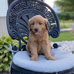 Taffy/Mini Goldendoodle									Puppy/Female	/7 Weeks,Hi meet this adorable mini goldendoodle! Taffy Is family raised with children and up-to-date on her shots and deworming, she is covered by a two year genetic health guarantee. For more info on taffy text are call Melvin today
