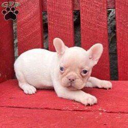 Banjo/French Bulldog									Puppy/Male	/8 Weeks,To contact the breeder about this puppy, click on the “View Breeder Info” tab above.