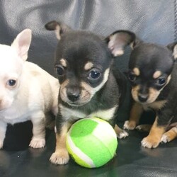2 Purebred Male Chihuahua Puppies/Chihuahua (Smooth Coat)//Younger Than Six Months,3 Purebred Male Chihuahua Puppies1 cream smooth coat male SOLD1 Black tri smooth coat male AVAILABLE1 Black tri smooth coat male AVAILABLEMum is a 2kg cream long coatDad is a 1.8kg lilac short coatPups are being brought up on Royal Canin, VIP raw, Lactose free milk and Optimum puppy.Pups will have 1st Vaccination✅Microchipped✅wormed from 2,4,6 and 8 weeks✅.Im a registered breeder in Qld BIN 0001086550592Microchip Number 941000025368614All pups are $1500******7296 REVEAL_DETAILS Please no more time wasters.