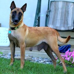 Carla/Belgian Malinois									Puppy/Female	/7 Weeks,This stunning Belgian Malinois puppy is Carla and she is family raised with children and socialized! Carla has been checked by a vet and is up to date on shots & wormer, plus the breeder provides a 1-year genetic health guarantee. Also, both of her parents have been DNA tested and she can be registered with the CKC. If you would like to learn more about this sharp gal, please contact Daniel today!