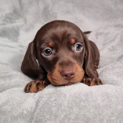 2 female, Miniature Dachshund puppies/Dachshund//Younger Than Six Months,2 x chocolate and tan Female smooth coat Miniature Dachshund puppiesBorn 20/07/22Ready for new homes at 8wks 14/09/22Pups will be wormed, microchipped and vaccinated.