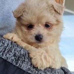 Adopt a dog:Moodle (maltese X poodle) males/Maltese//Younger Than Six Months,4 beautiful male Moodles (Maltipoo)both mum and dad are Moodlepuppies got their first vaccinemicrochippedwormed and flea treatment1; 9560000158303892; 9560000158258813; 956000015828079 sold4; 956000015819063 soldBreeder Aminisource MB157690license NCPI 9003475