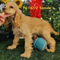 Gorgeous Cocker Spaniel Puppies - Ready to go now!/Cocker Spaniel//Younger Than Six Months,We have the cutest little Colonial Cocker Spaniel puppies available now.Colonials combine the best of the American Cocker and the English Cocker spaniels. They have the sweetest, most gentle natures. These breeds are fantastic family companions and great kids pets. They are happy and well socialised little pups with a beautiful child friendly temperament, love to play and love to cuddle.All wheaten in colour, we have 4 Girls and 3 Boys. Born 21 May 22, these puppies have been Vaccinated @ 6 & 12weeks, Vet Checked, Microchipped and have been wormed fortnightly.Mum, Candy, is a beautiful light wheaten colour with luscious long curls and Dad, Bailey, is a lovely Red/Wheaten Coat, both medium sized dogs. Both parents have been genetically tested 100% clear which ensures that these pups are not susceptible to genetic health problems. Both parents have very gentle and friendly temperaments.These puppies are being sold as loving gentle family pets, they love attention and will be smart, loyal family companions. Please research the cocker spaniel breed to ensure that they will be a good fit for your family.They will come with-	Puppy pack (incl. Bed, 1wks Food bowl, treats, 1 months worming tablets, toys, collar harness & lead)-	6 weeks free Pet Insurance,-	Desexing Voucher,-	Full medical history including parents genetic testing reports,-	Lifetime Breeder SupportWe are Registered Ethical Breeders and fully Vet Audited.AAPDB Full Member # 16452RPBA Breeder # 1513NSW BIN # B000643964Microchips: 991001004884271; 991001004884278; 991001004884274; 991001004884272; 991001004884277; 991001004884273; 991001004884276Located near Dubbo NSW, we can transport pup for you – transport within NSW is Free, or we can arrange transport to other states for you, please ask us.Visits to meet the pups are welcome by appointment. More photos and videos are available if distance is a consideration and we do WhatsApp video call virtual visits so you can meet the puppies in real time.