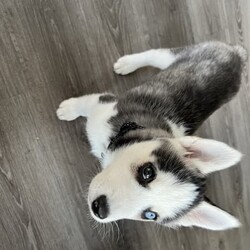 Adopt a dog:Purebred Siberian Husky/Siberian Husky//Younger Than Six Months,Unfortunately have to let go of my beautiful puppyAs changes in my circumstances and not having enough time to spend with herIt’s a female almost 8weeks old with one blue eyes and one brownShe’s vaccinated and microchippedIf pick up by today can reduce the price