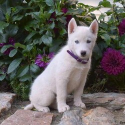 Callie/Siberian Husky									Puppy/Female	/8 Weeks,Callie is a beautiful and adventurous Siberian Husky puppy ready to meet her forever family! Imagine all the fun you will have! Callie is being socialized and family raised with children, making her a good fit for any family. She is also vet checked, up to date on shots and de-wormer, and can be ACA registered. The breeder provides a 30 day health guarantee as well. If you would like to welcome Callie into your heart and home, call Paul today!