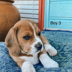 /Beagle//Younger Than Six Months,Our Beautiful family dog Bonnie has had some puppies and because as much as we’d love to keep everyone of them that’s not going to happen.So please send me a text message on ******** 667 if you’d love to have one of her beautiful baby’s.