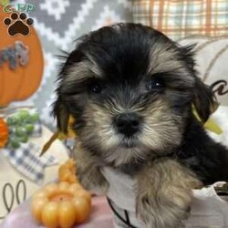 Ginger/Morkie / Yorktese									Puppy/Male	/8 Weeks,Meet Ginger, a cute and lovable Morkie puppy! This angelic pup is vet checked, up to date on shots and wormer, plus comes with a health guarantee provided by the breeder. To find out more about this adorable pup, please contact Miriam today!