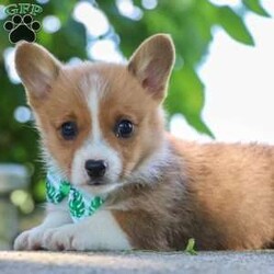 Forest/Pembroke Welsh Corgi									Puppy/Male	/10 Weeks,If you meet this little one you will not forget him. Forrest has the sweetest, outgoing personality of an AKC Pembroke Welsh Corgi. Matching his amazing personality is his level of cuteness. His adorable little face, with shining brown eyes and spunky, sweet temperament are the perfect combination. This pup loves to run and play in the grass, showing off his cute little bounces and hops. He will be your tiny shadow throughout the day whether you are out and about, resting in the shade, or sitting on the couch to relax and watch a movie. You will also find he really loves getting treats from his favorite people and making lots of new friends. Much like their babies both parents have an amazing personality. These parents have both been tested, their babies are DM Safe. Victoria the momma loves to meet and greet everyone with lots of kisses. She is an AKC Pembroke Welsh Corgi. She weighs 23lbs. Marcus dad loves to be the star of the show, stealing all the attention. He is an AKC Pembroke Welsh Corgi. He weighs 27lbs. All our babies join their forever family up to date on vaccines and dewormer, head to tail vet check done, Microchipped, AKC puppy application to register and our one-year health guarantee. You are welcome to come meet the babies. If you would like to come meet this pup or have any additional questions, feel free to call me. -Adrian Helmuth 330-600-5883