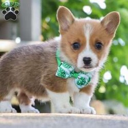 Forest/Pembroke Welsh Corgi									Puppy/Male	/10 Weeks,If you meet this little one you will not forget him. Forrest has the sweetest, outgoing personality of an AKC Pembroke Welsh Corgi. Matching his amazing personality is his level of cuteness. His adorable little face, with shining brown eyes and spunky, sweet temperament are the perfect combination. This pup loves to run and play in the grass, showing off his cute little bounces and hops. He will be your tiny shadow throughout the day whether you are out and about, resting in the shade, or sitting on the couch to relax and watch a movie. You will also find he really loves getting treats from his favorite people and making lots of new friends. Much like their babies both parents have an amazing personality. These parents have both been tested, their babies are DM Safe. Victoria the momma loves to meet and greet everyone with lots of kisses. She is an AKC Pembroke Welsh Corgi. She weighs 23lbs. Marcus dad loves to be the star of the show, stealing all the attention. He is an AKC Pembroke Welsh Corgi. He weighs 27lbs. All our babies join their forever family up to date on vaccines and dewormer, head to tail vet check done, Microchipped, AKC puppy application to register and our one-year health guarantee. You are welcome to come meet the babies. If you would like to come meet this pup or have any additional questions, feel free to call me. -Adrian Helmuth 330-600-5883