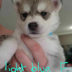 Siberian Husky Puppies/Siberian Husky//Younger Than Six Months,5 beautiful female pups still looking for there new forever homes :)They are currently 9 weeks old and ready to go asap :)Pups come Microchipped, vaccinated and documents :)Photo of mum and dad attached alsoPups are very playful and very friendly love to be around other people and kids :)We own mum and dad and they're both very well looked after dogs :)