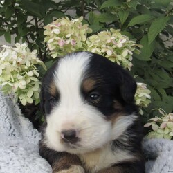 Otis/Bernese Mountain Dog									Puppy/Male	/5 Weeks,Meet Otis! He is a Bernese Mountain dog AKC registered puppy! Otis is developing a great temperament! He plays with children everyday, so he is very well socialized! Vaccinations and de wormings are up to date! 