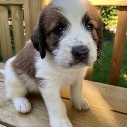 Puppies/Saint Berdoodle									Puppy/Male	/5 Weeks,We have New addition to our Pet Family, Lisa(Mom) and Dexter (Dad) are welcomed their F1 Saint berdoodle  puppies, they are born on 08/21/22.  Both parents are AKC  and CKC registered, Lisa(Mom) is a standard size Saint I Bernard (90lbs) with the Classic Golden and White color, Dexter (Dad) is a Standard Poodle (65lbs) with a White and Black color coat.   The puppies will have their current vaccinations and deworming, they’ll be given a clean bill of health by their vet.  Ready to go to a new home on October 21.  We’re currently taking $300 a litter deposit to reserve your puppy.  Let me know if you’re interested in pictures or Video/ Live Chat.