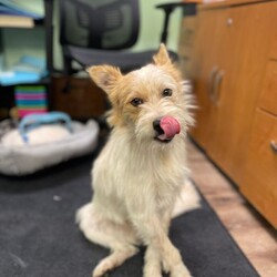 Adopt a dog:Luke 2/Parson Russell Terrier/Male/Young,Luke 2, male, 1.5 year old, Parsons Russell Terrier mix. He is a sweet, fun loving little guy. He was good with the other little dogs and Darla yesterday.

To adopt or foster, please call the facility. 209-533-3622 or fill out the form
https://www.foac.us/dog-adoption-applicatio