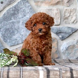 Ricky/Toy Poodle									Puppy/Male	/9 Weeks,Meet this handsome Toy Poodle puppy with beautiful eyes and a sweet disposition. This friendly pup is vet checked, up to date on shots and de-wormer, and comes home with a health guarantee provided by the breeder. He is socialized and being family raised with children, so he will make a wonderful addition to your family!  If you would like to meet this happy-go-lucky pup, call us today!