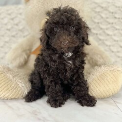 Zoey/Toy Poodle									Puppy/Female	/8 Weeks,This is Zoey! A beautiful and adorable Toy Poodle! She is up-to-date on all shots and wormer. She should be around 8 to 10 lbs fully grown. Zoey is being raised in the country by a large family! She will come with a health guarantee, all paperwork, and a baggie of food. Call or text for a video!