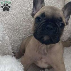 Puppy 1/French Bulldog									Puppy/Male	/6 Weeks,He is looking for a forever home, he is 6 weeks right now and is almost ready he’ll get his deworming shots vet check at 8 weeks. He’a AKC registered, if you have any questions or am interested feel free to contact my number.