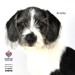 Adopt a dog:Aradia/Terrier/Female/Baby,Puppy Aradia here!

This 4 months old, 15 pounds Terrier/Hound girl is a joy to be around. Her soft coat and cute face are a delight.To meet me, please fill out an adoption application on https://www.hartrescue.com/adoption-proce