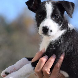 Adopt a dog:me/Wire Fox Terrier/Female/Baby,LOOKING FOR THE ADOPTION APPLICATION FORM? 
Please visit our website at: www.LHAR.dog 

If application is approved, pup will be held for you to adopt Saturday 11/5
.
Location: WagsMore Adopt & Shop 450 Prospect Blvd, Frederick MD 21701 

Age approx. 10 weeks as of 11/5

Adoption donation for this pup is $275 plus a $100.00 spay/neuter deposit. Around the age of 6 months, adopter will agree to take the pup to vet of their choice for spay/neuter procedure. Once complete we ask for the documentation to be sent back to LHAR and we will issue a $100.00 deposit refund check to adopter.

This includes: Age appropriate vaccines and dewormings, 

Size: Small when full grown

Breed: Wire Haired Terrier Mix is  best guess? 

Please note our requirements to adopt
 1. Fill out our online application at: Www.LHAR.dog
 2. We require all current pets in the household to be up to date on shots and be spayed/neutered. Veterinary references will be contacted. 
3. We require that someone be in the home/work from home half of the work day throughout the work week. It is not healthy for a puppy to be crated and left alone for 5 or more hours a day. Lunch breaks are not considered home half the work day and asking a neighbor to stop in is not considered home half the day

Their Story: LHAR this social girl with the help of an organization in rural WV. She is an energetic cuddlier who loves to wrestle and play with her foster siblings  

Weight: approx. 7 lbs as of 10/30

Photos were taken on 10/30

Questions? Please email: lharinfo@gmail.com 
Adoption donation fees: Please know that 100% of our fees go towards the rescue of puppies and dogs in need. Lonely Hearts Animal Rescue is a 501c3 non-profit organization. 

Thank you for considering a rescue pup!