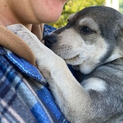 Adopt a dog:Winston/Norwegian Elkhound/Male/Baby,Winston is a handsome 10 week old male Husky Shepherd mix who is looking for a new furever home.  He gets along great with other dogs and will be fine with children, too.  Winston is neutered, up to date on puppy shots, and microchipped, too.  If you think he might fit into your home, please contact me at debwolfecorgis@gmail.com for an application.  His adoption fee is $299.00.