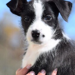 Adopt a dog:me/Wire Fox Terrier/Female/Baby,LOOKING FOR THE ADOPTION APPLICATION FORM? 
Please visit our website at: www.LHAR.dog 

If application is approved, pup will be held for you to adopt Saturday 11/5
.
Location: WagsMore Adopt & Shop 450 Prospect Blvd, Frederick MD 21701 

Age approx. 10 weeks as of 11/5

Adoption donation for this pup is $275 plus a $100.00 spay/neuter deposit. Around the age of 6 months, adopter will agree to take the pup to vet of their choice for spay/neuter procedure. Once complete we ask for the documentation to be sent back to LHAR and we will issue a $100.00 deposit refund check to adopter.

This includes: Age appropriate vaccines and dewormings, 

Size: Small when full grown

Breed: Wire Haired Terrier Mix is  best guess? 

Please note our requirements to adopt
 1. Fill out our online application at: Www.LHAR.dog
 2. We require all current pets in the household to be up to date on shots and be spayed/neutered. Veterinary references will be contacted. 
3. We require that someone be in the home/work from home half of the work day throughout the work week. It is not healthy for a puppy to be crated and left alone for 5 or more hours a day. Lunch breaks are not considered home half the work day and asking a neighbor to stop in is not considered home half the day

Their Story: LHAR this social girl with the help of an organization in rural WV. She is an energetic cuddlier who loves to wrestle and play with her foster siblings  

Weight: approx. 7 lbs as of 10/30

Photos were taken on 10/30

Questions? Please email: lharinfo@gmail.com 
Adoption donation fees: Please know that 100% of our fees go towards the rescue of puppies and dogs in need. Lonely Hearts Animal Rescue is a 501c3 non-profit organization. 

Thank you for considering a rescue pup!