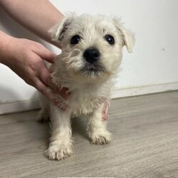 West Highland Terrier x 1/4 Maltese puppies(cash, cards credit)/West Highland White Terrier//Younger Than Six Months,2 Females LeftMale- SOLDDad is a West Highland TerrierMum is a West highland Terrier x MalteseWhat you will take home with your new puppyPetbarn & greencross vet vouchersComplimentary free 4 weeks pet insurancePuppy vet registered passportMicrochip change over formPuppy care guide24/7 support and care from us.These puppies are raised in a home with children and are an indoor family pet.Please don’t hesitate to ask us any questionsTalk soon